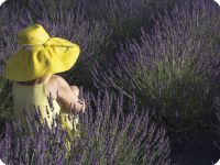 Lavanda della 