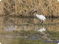 Ibis Sacro dell'Egitto di Rosario Bellan