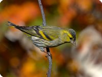 Avifauna di Roberto Cigarini