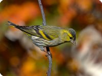 Avifauna di Roberto Cigarini